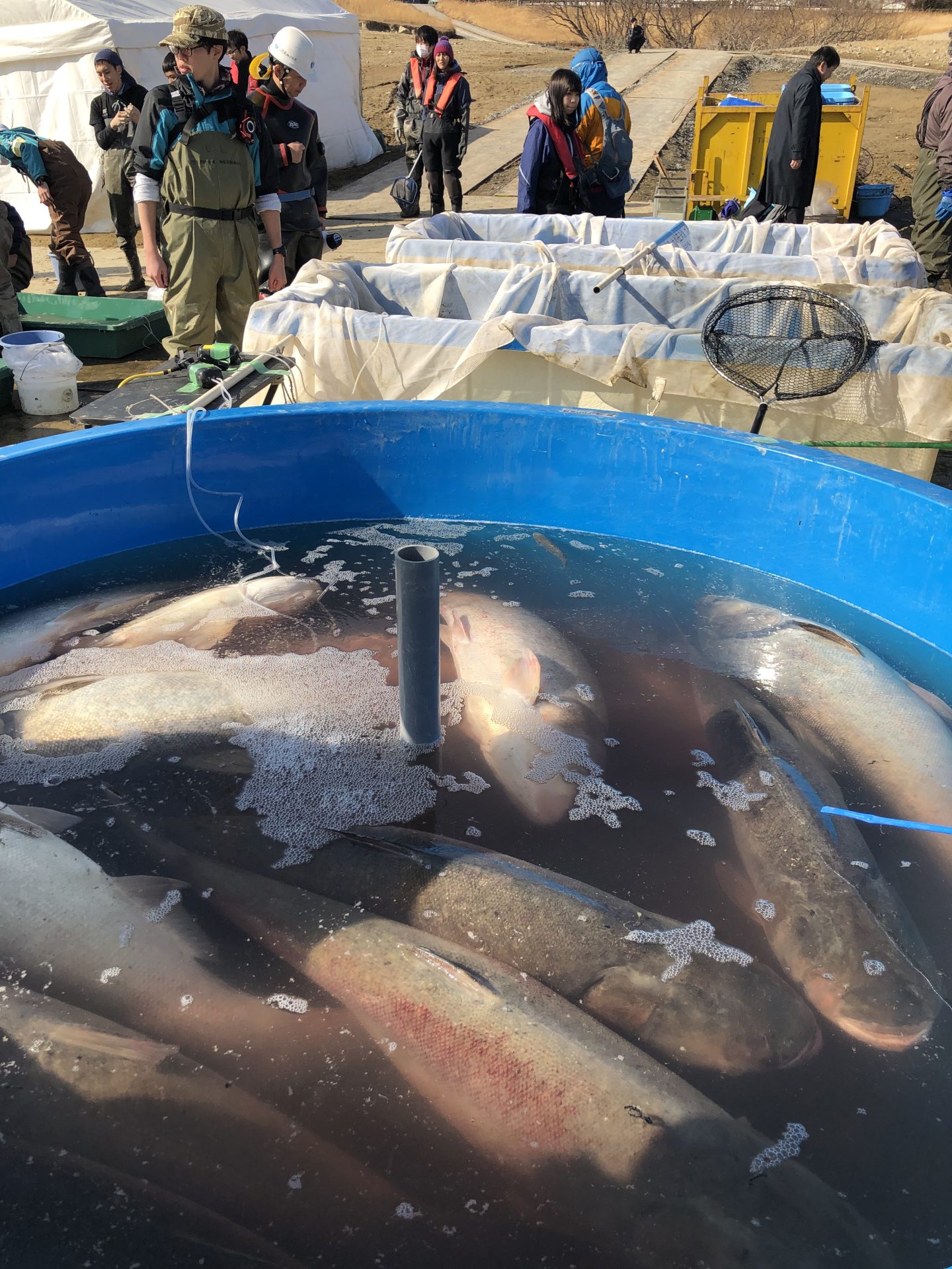 【テレビ番組製作協力】池の水全部抜く大作戦　　☝さらに詳細は写真をクリック☝